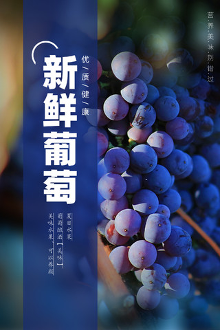 紫色简约大气新鲜葡萄宣传海报葡萄海报